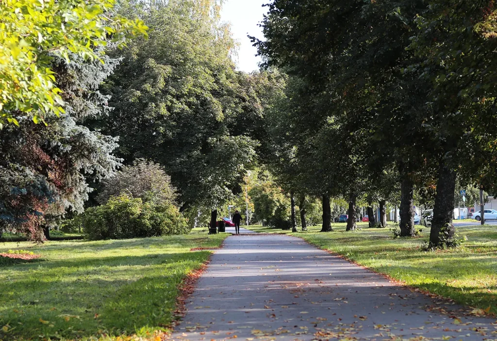 bomen in park